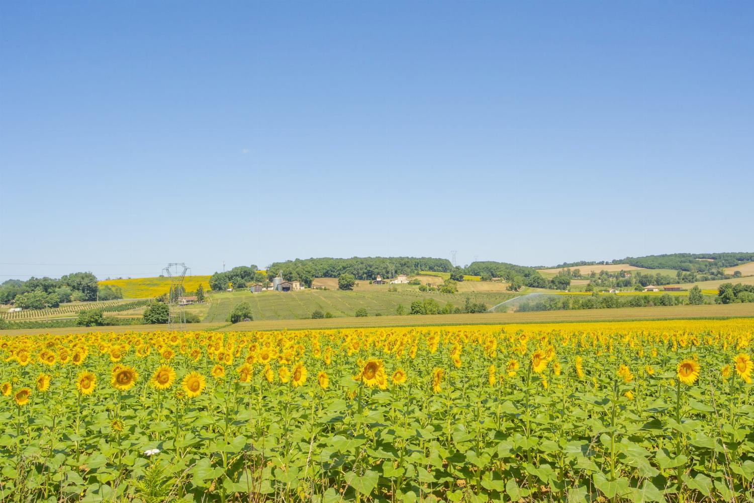 Sunflower field in Nouvelle-Aquitaine