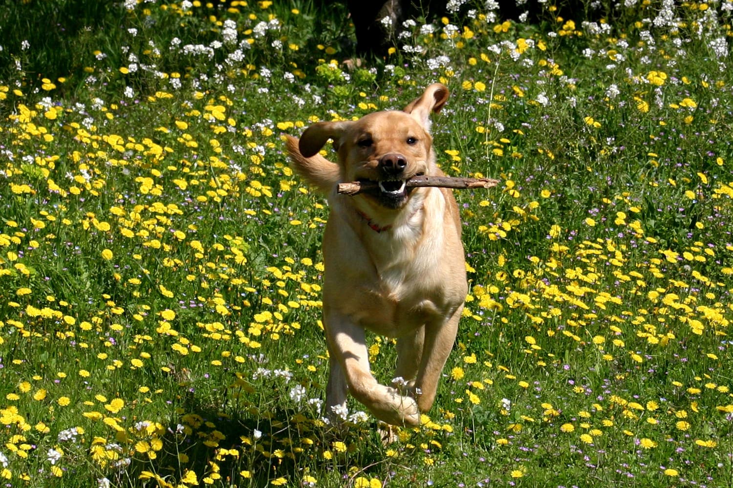 Pets on holiday in France