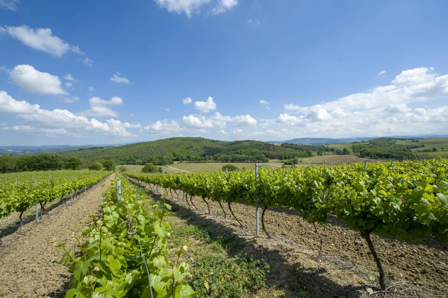 Vineyard in the South of France