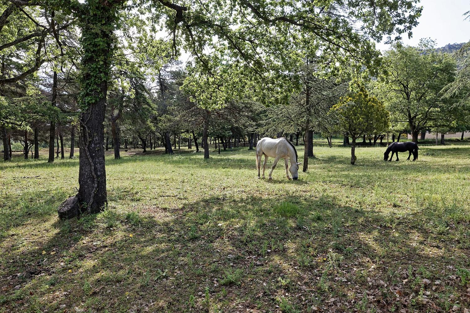 Garden in France
