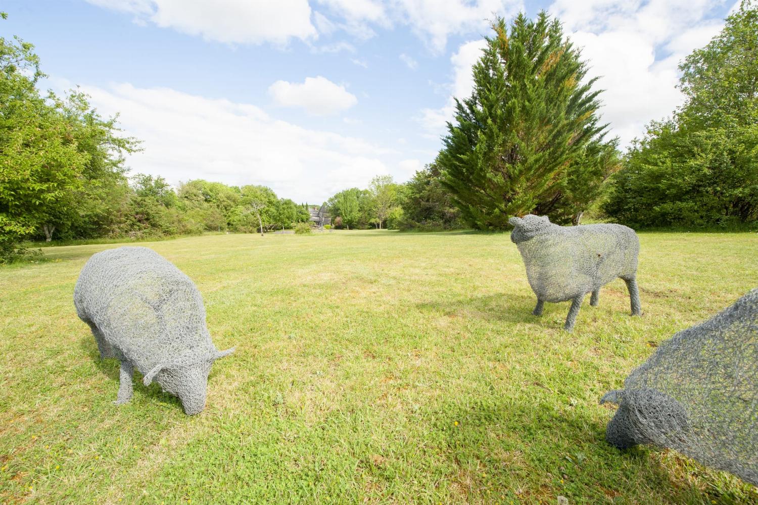 Sheep in the garden!