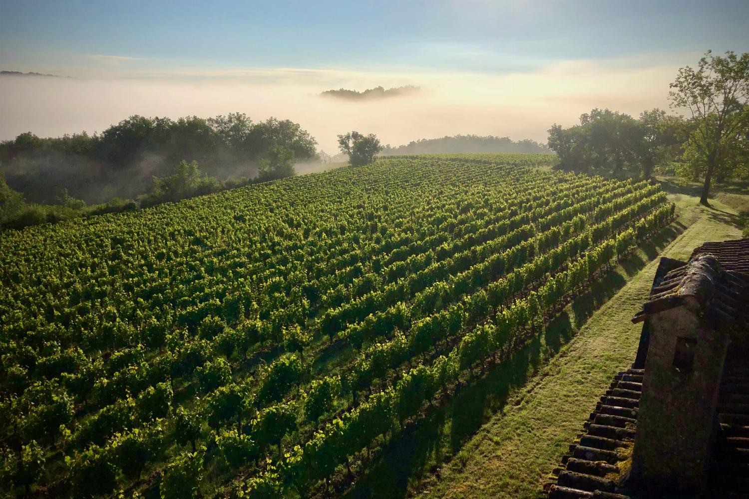 Vineyard in South West France