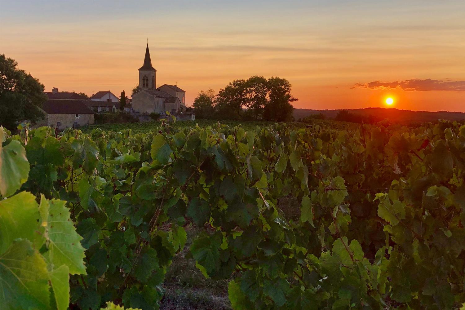 Vineyard in South West France