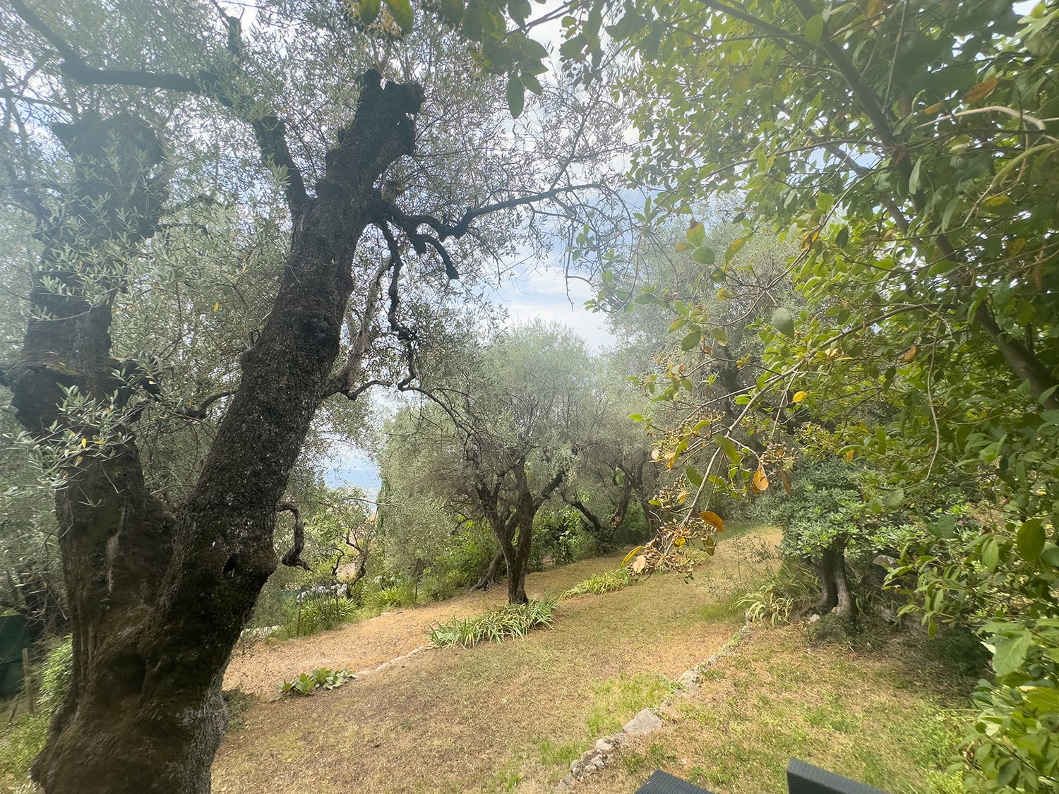 Garden | Holiday home in Grasse