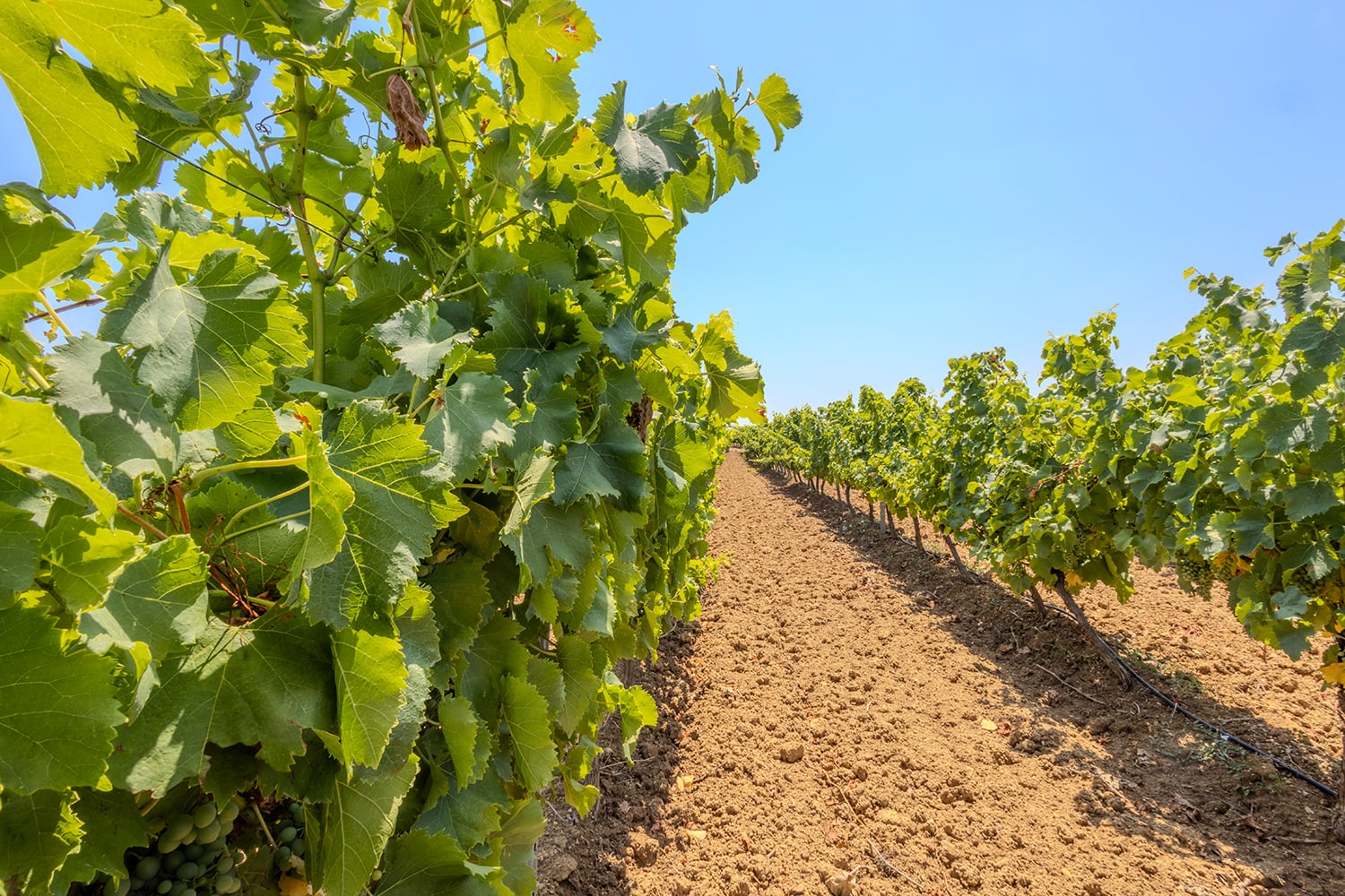 Vineyard