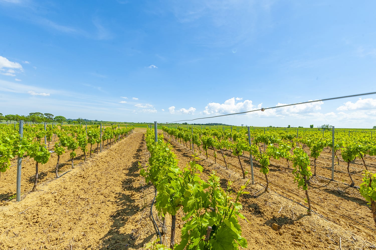 Vineyards in South of France