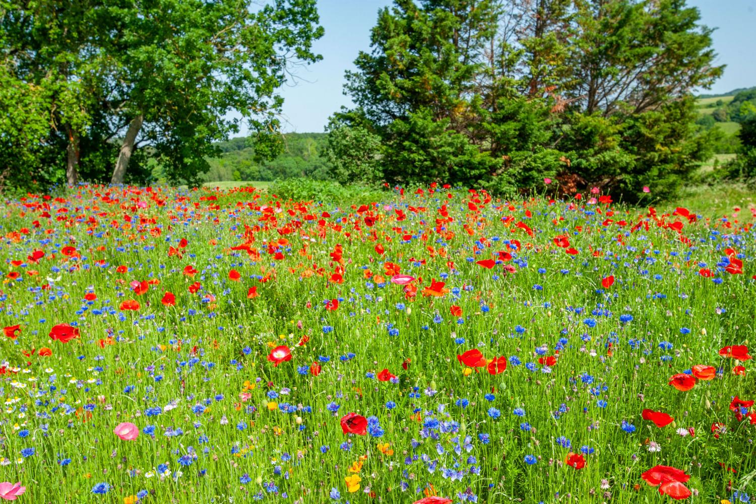 Garden in France