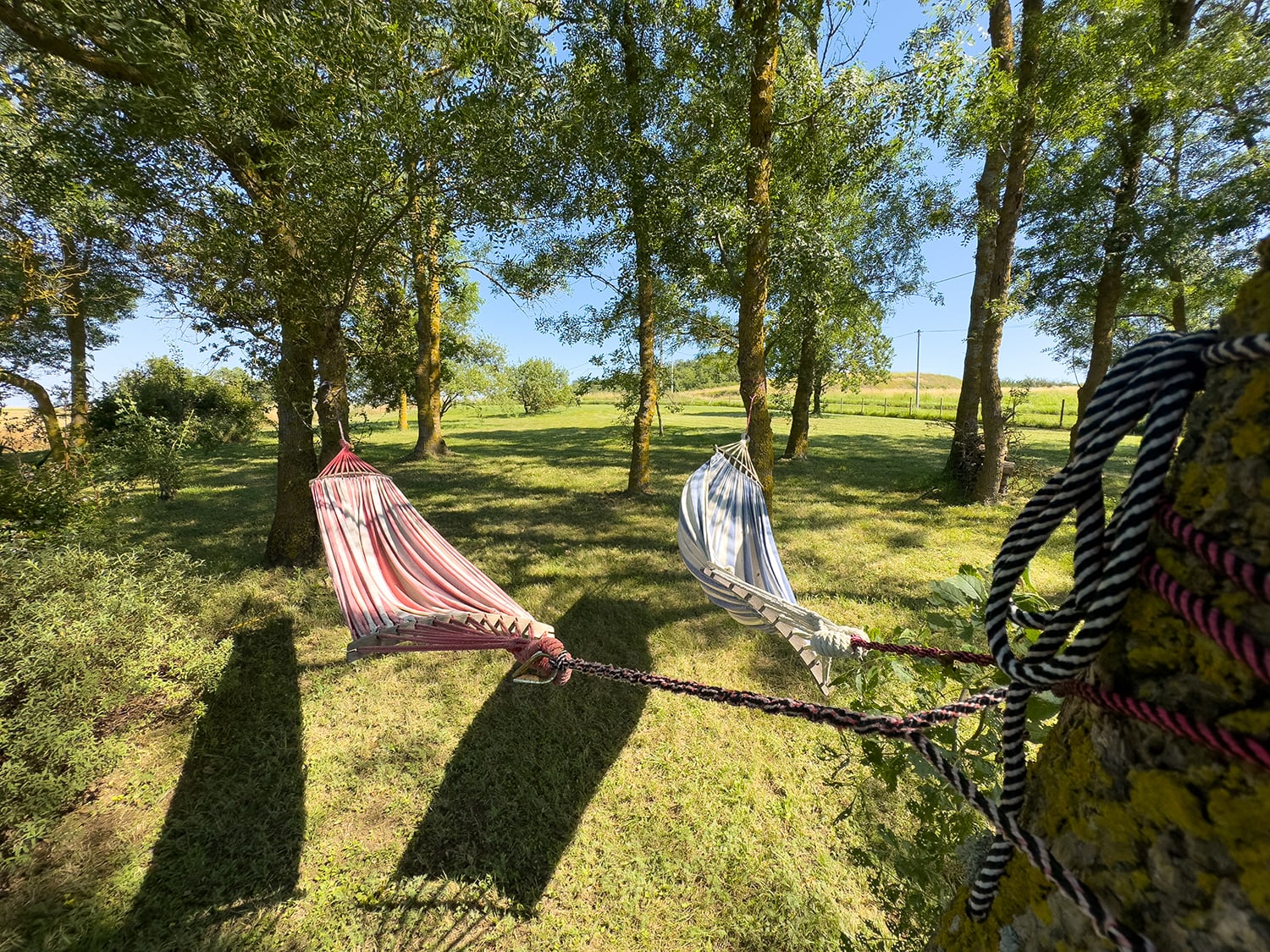 Lawned garden with hammocks