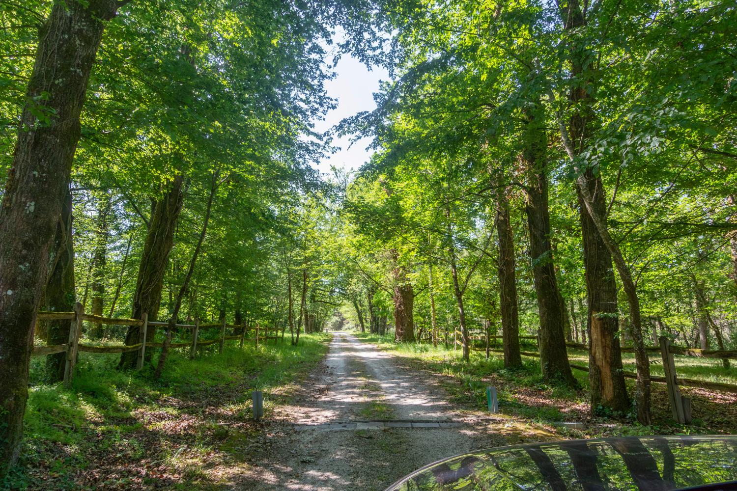 Driveway