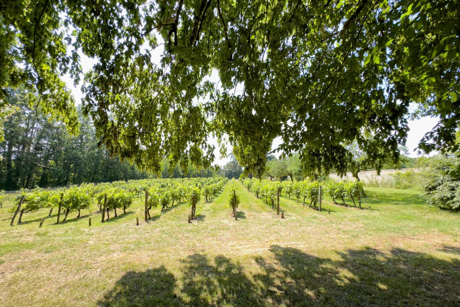 Garden in France