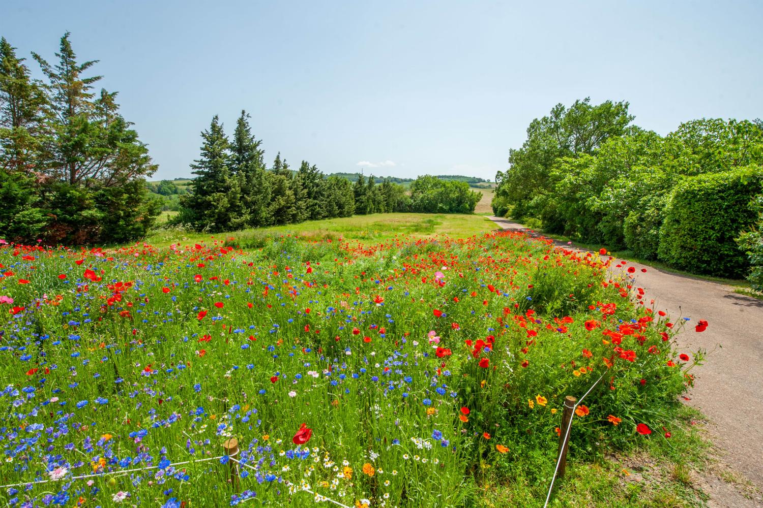 Garden | Holiday villa in South of France