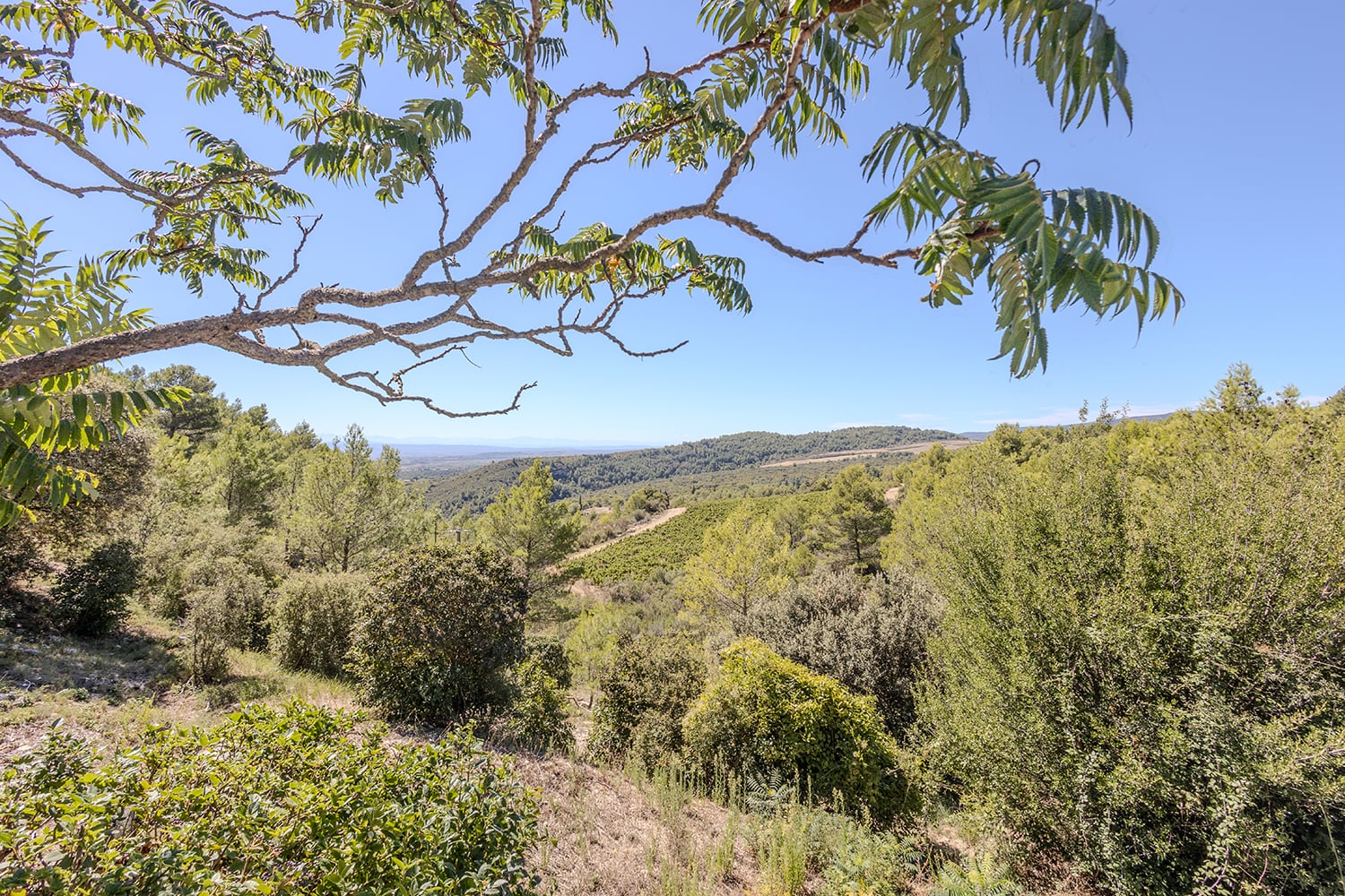 Countryside view