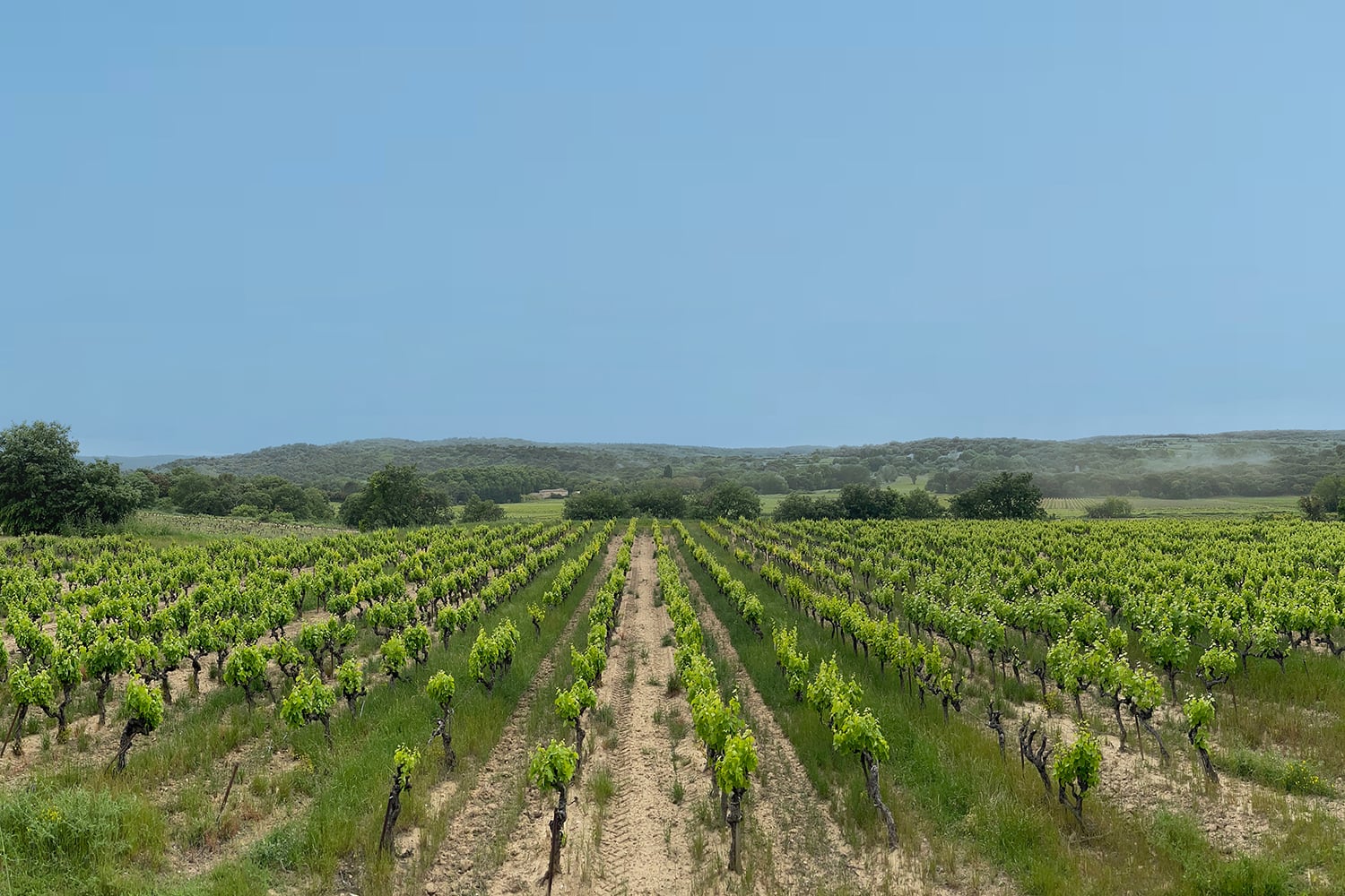 French vineyards French vineyards