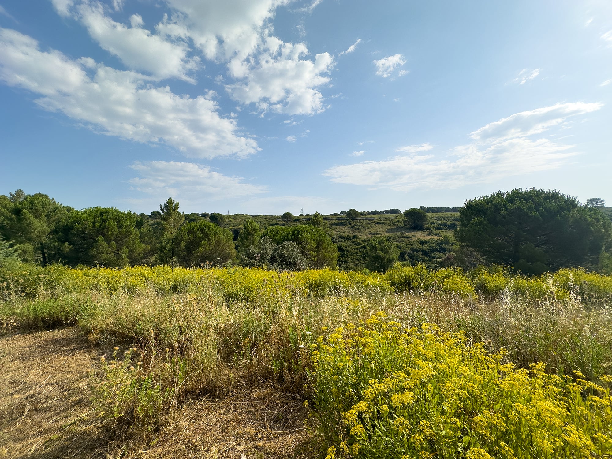 Countryside view