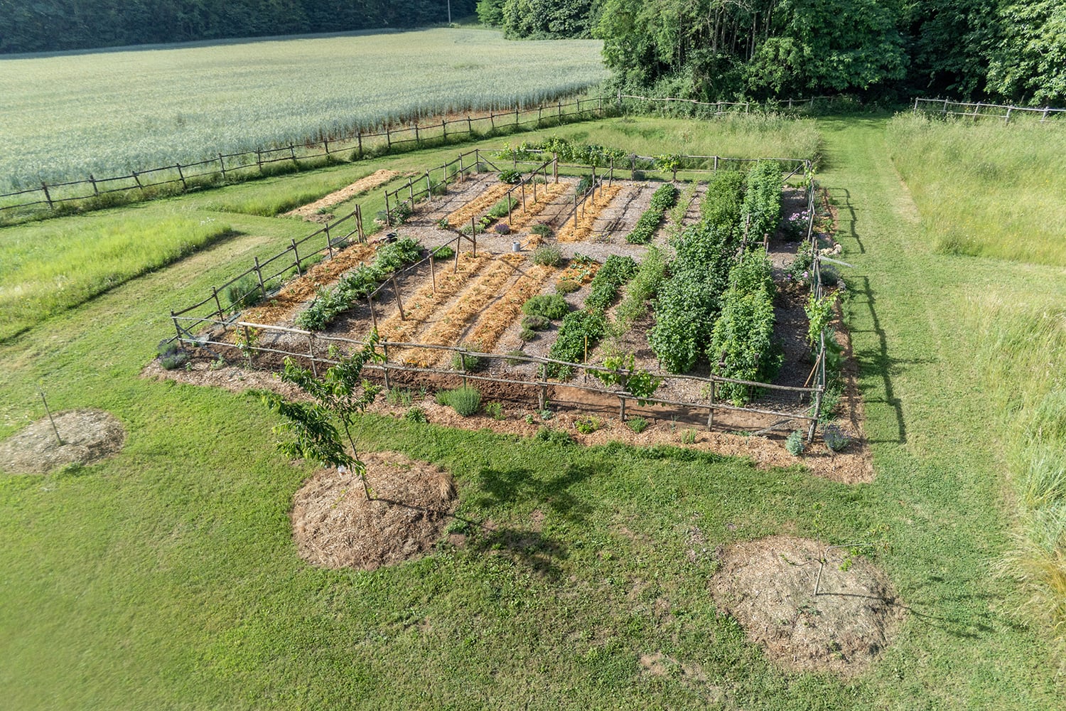 Vegetable garden