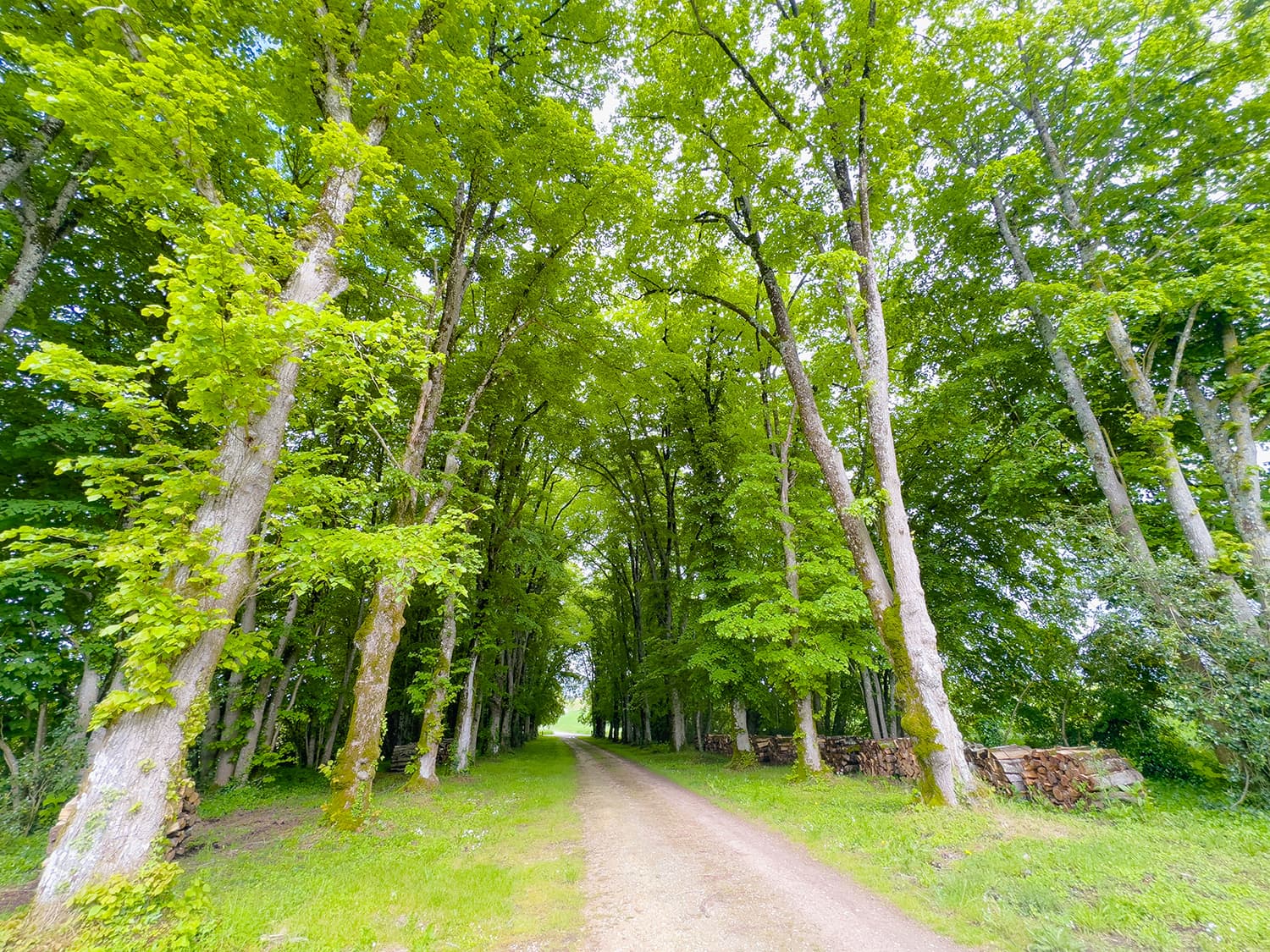 Driveway