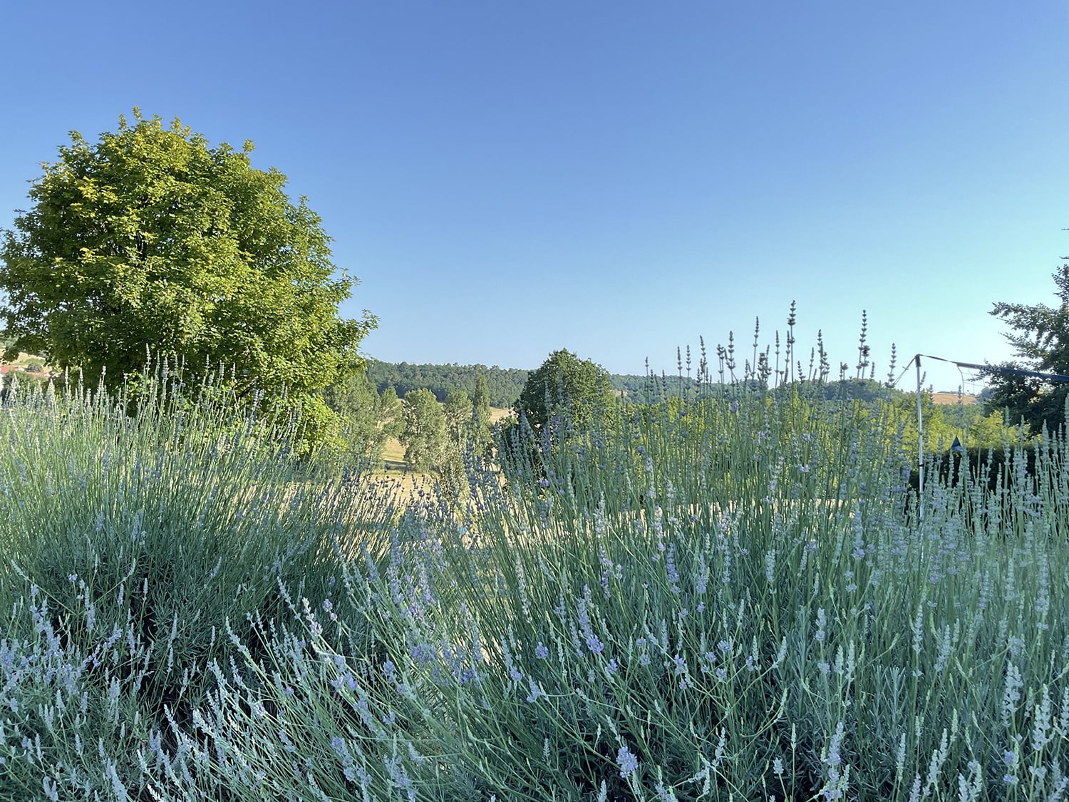 Garden Garden