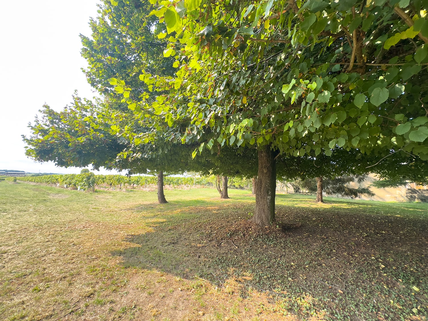 Garden | Holiday home in Nouvelle-Aquitaine