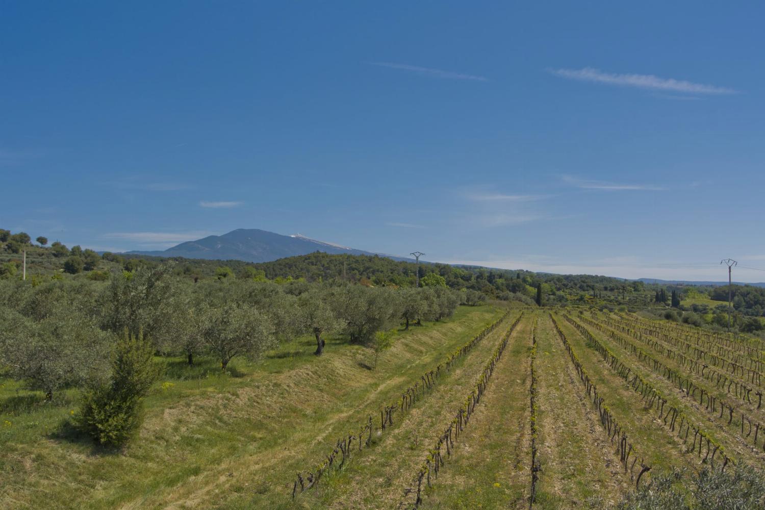Vineyards in Provence