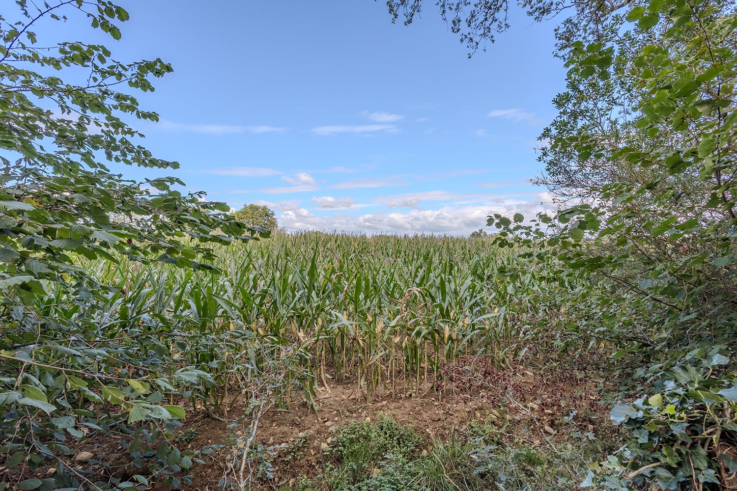 Countryside view Countryside view
