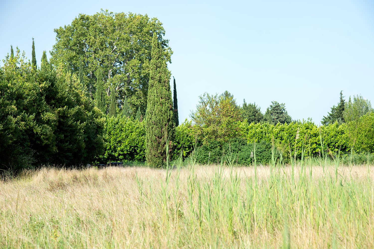 Garden Garden