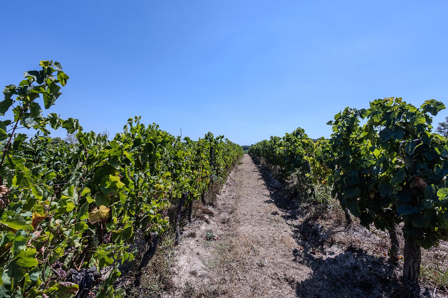 Vineyards