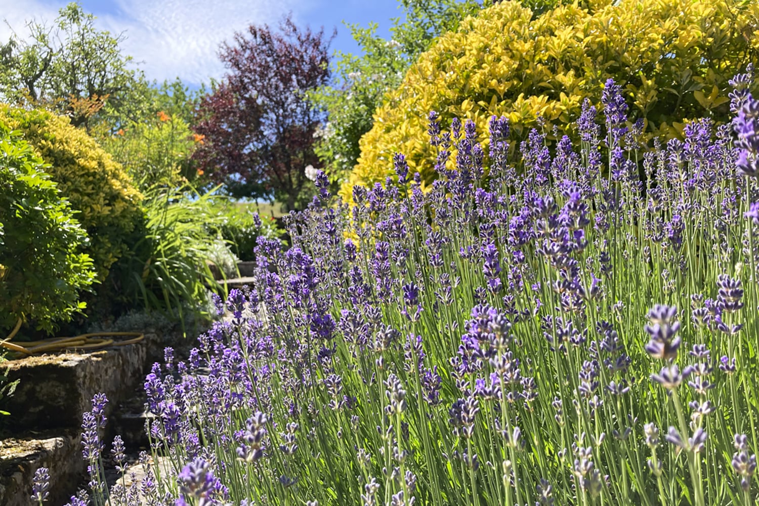 Jardin