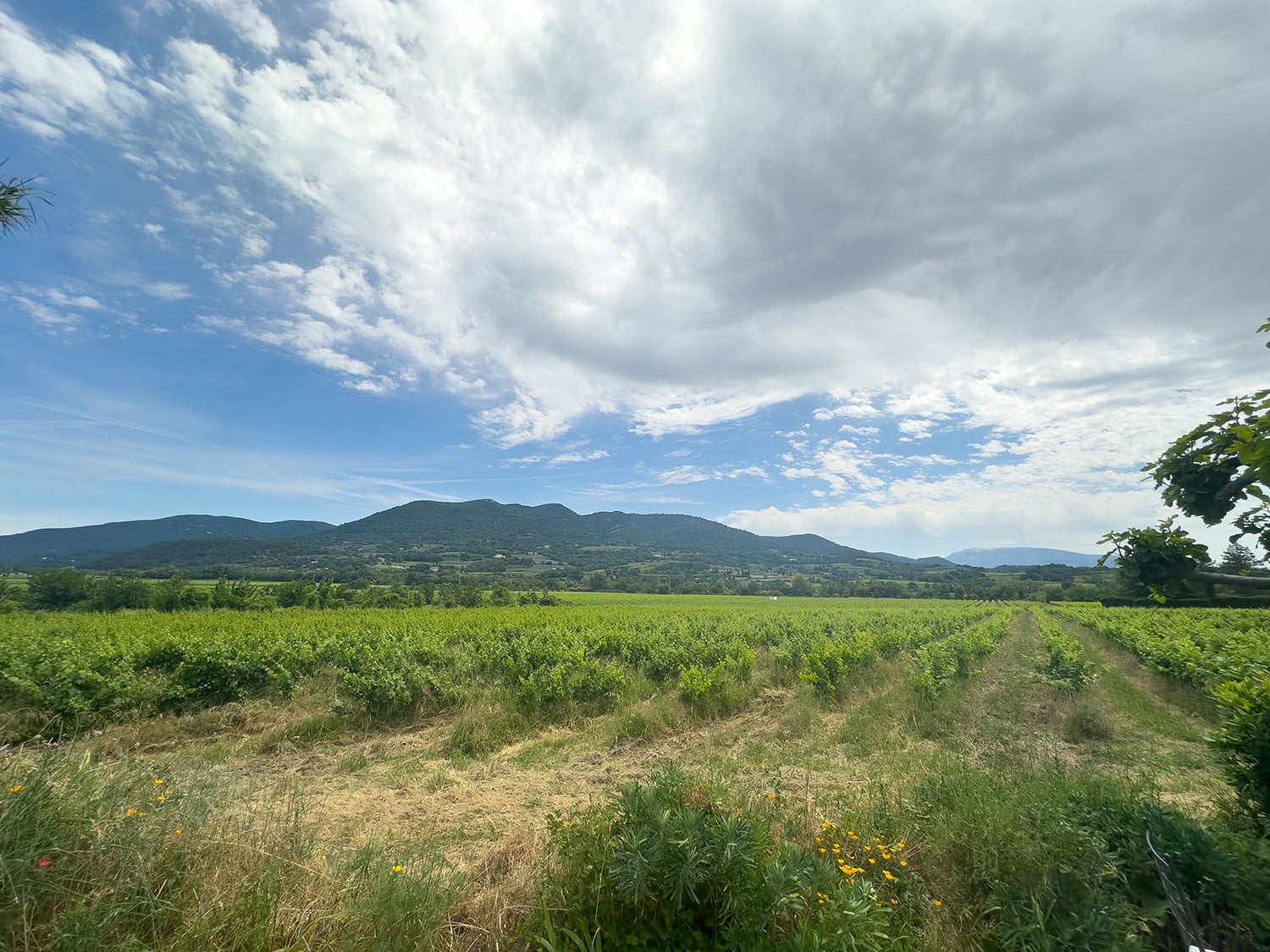 View from the garden