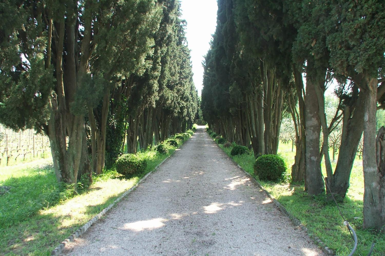 Driveway