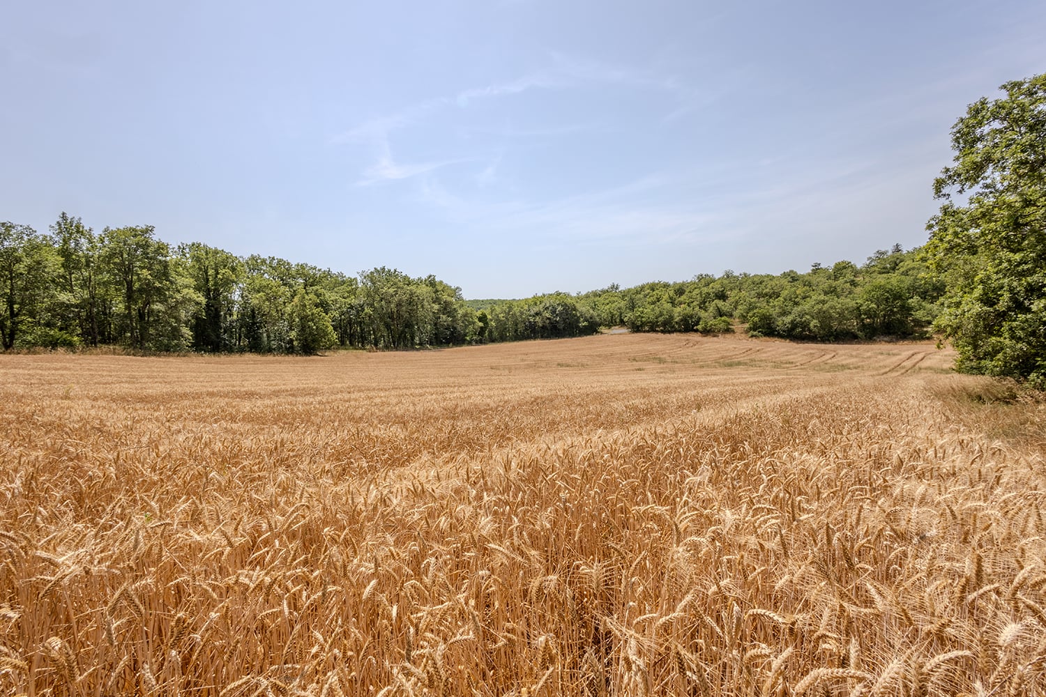 Countryside view in Nouvelle-Aquitaine