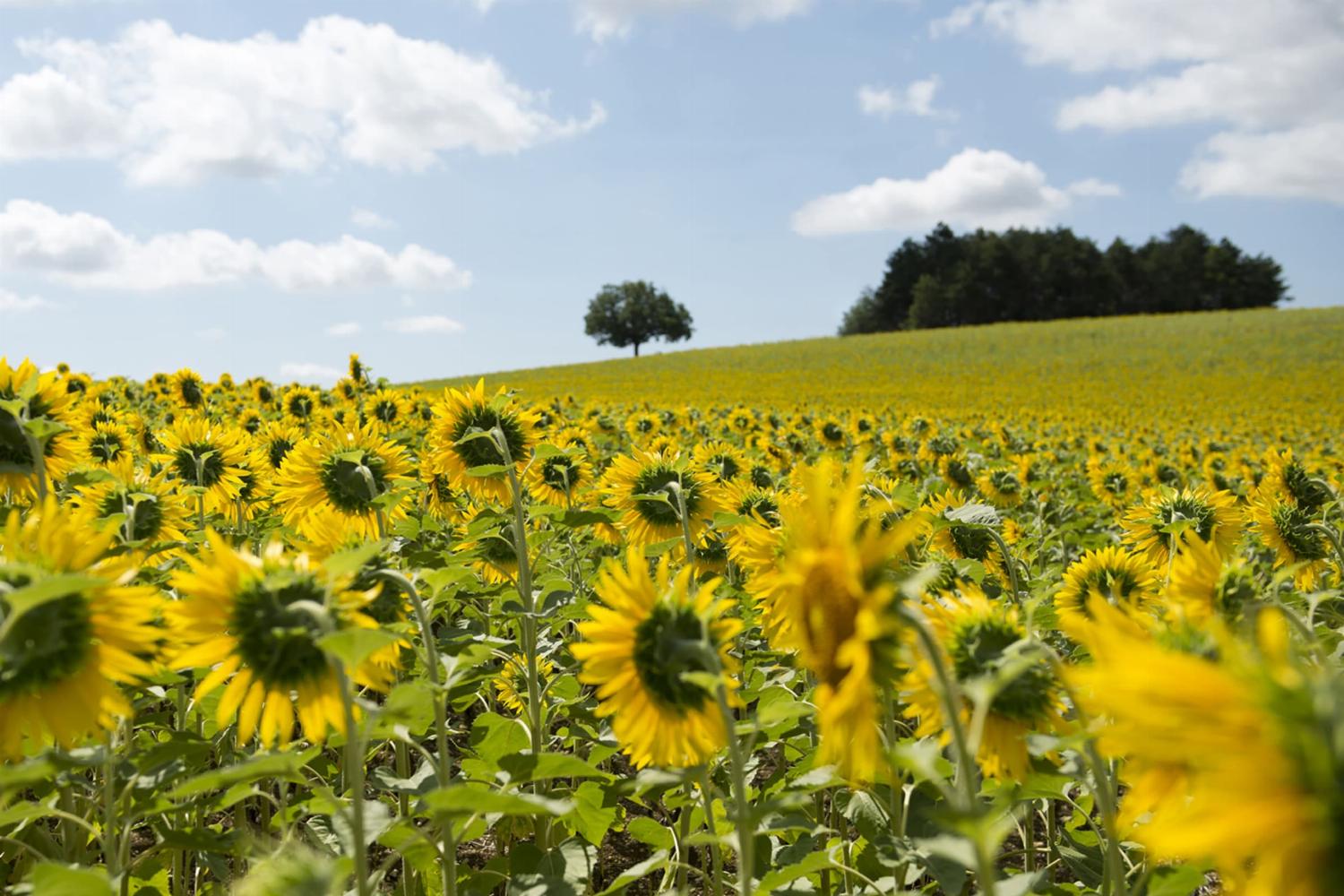Sunflowers in Tarn-en-Garonne