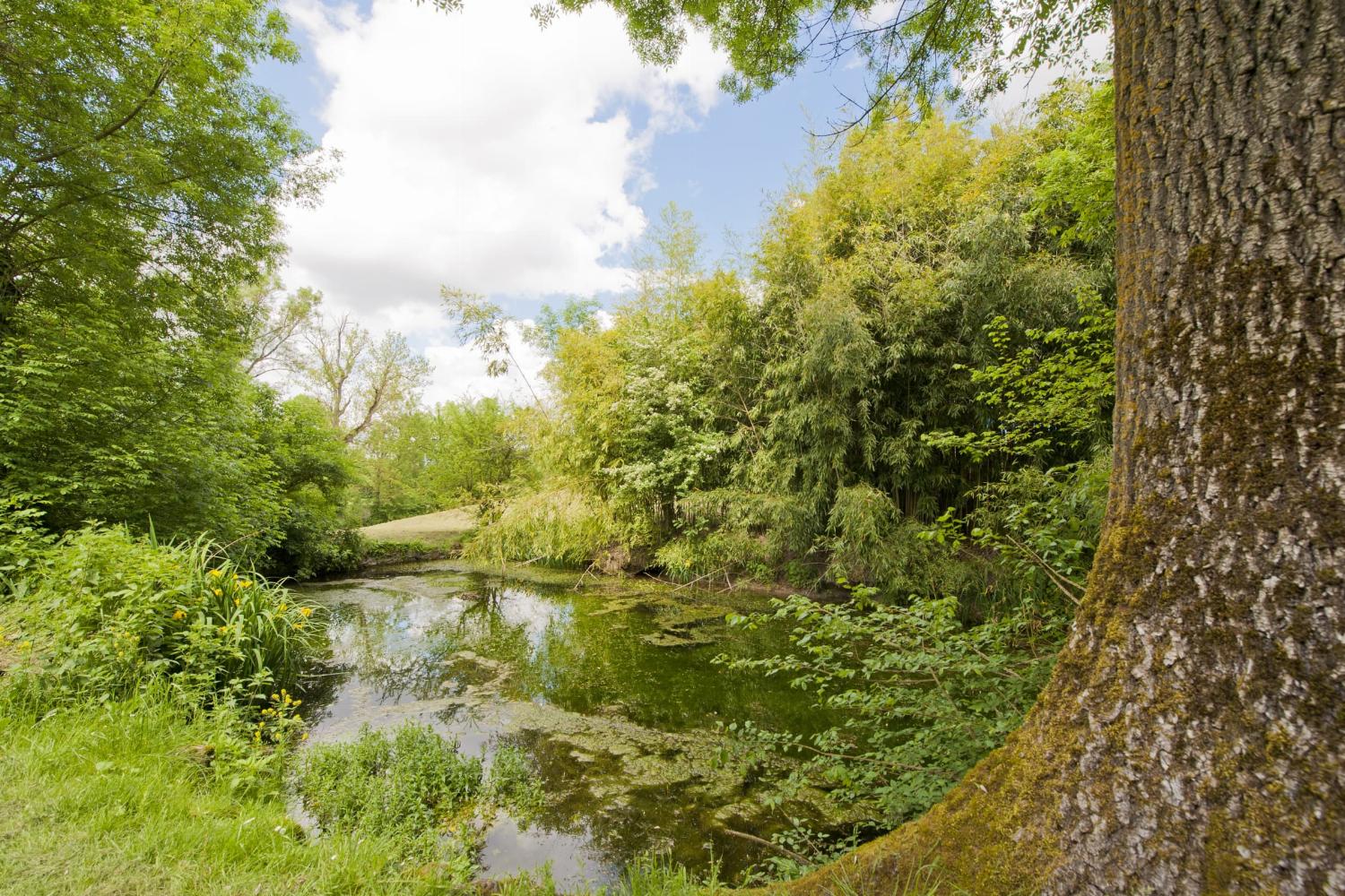 Pond