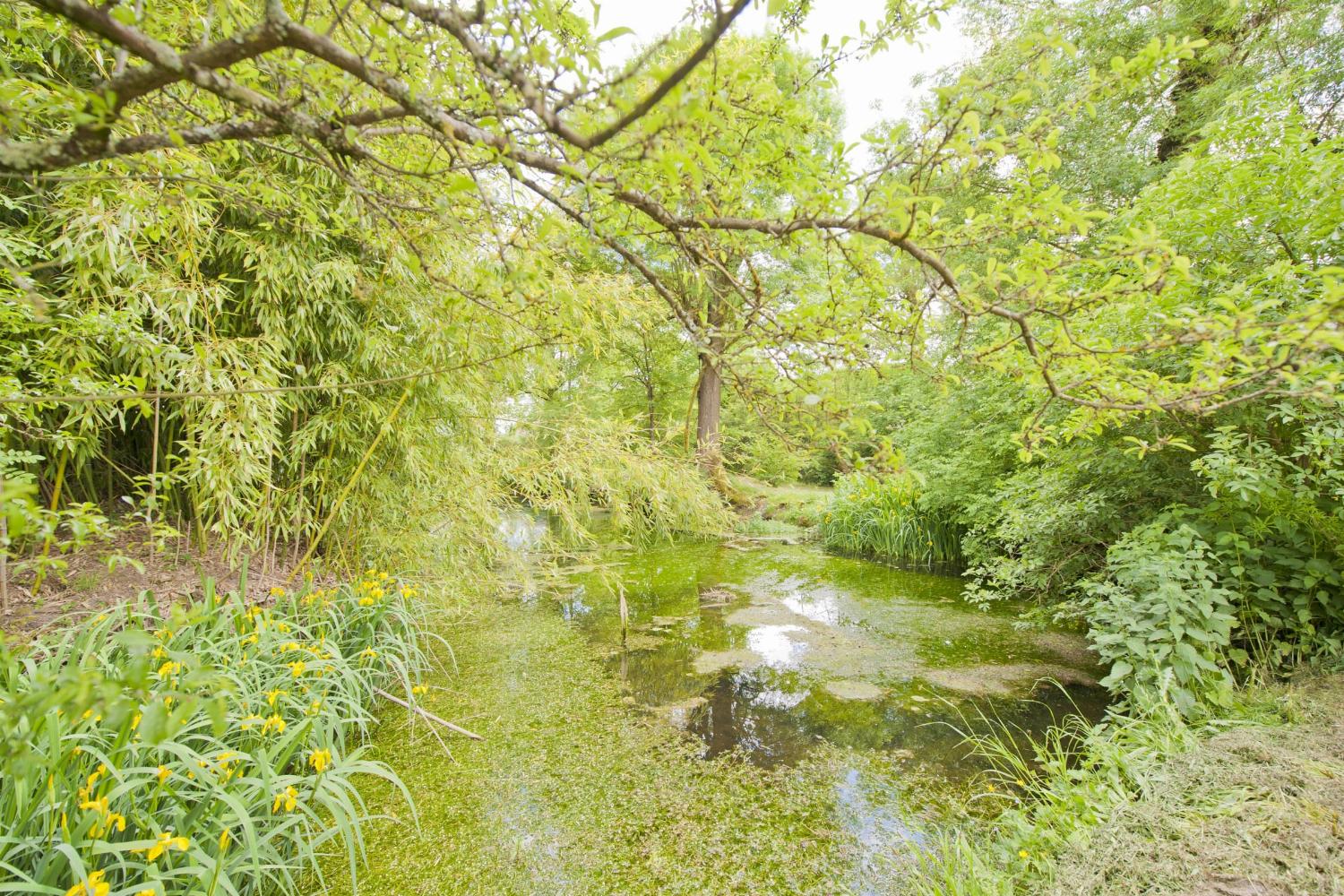 Pond