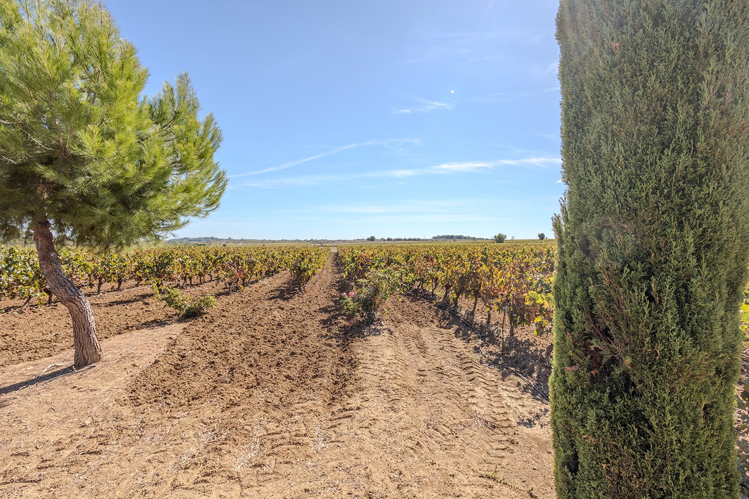 Vineyard views Vineyard views