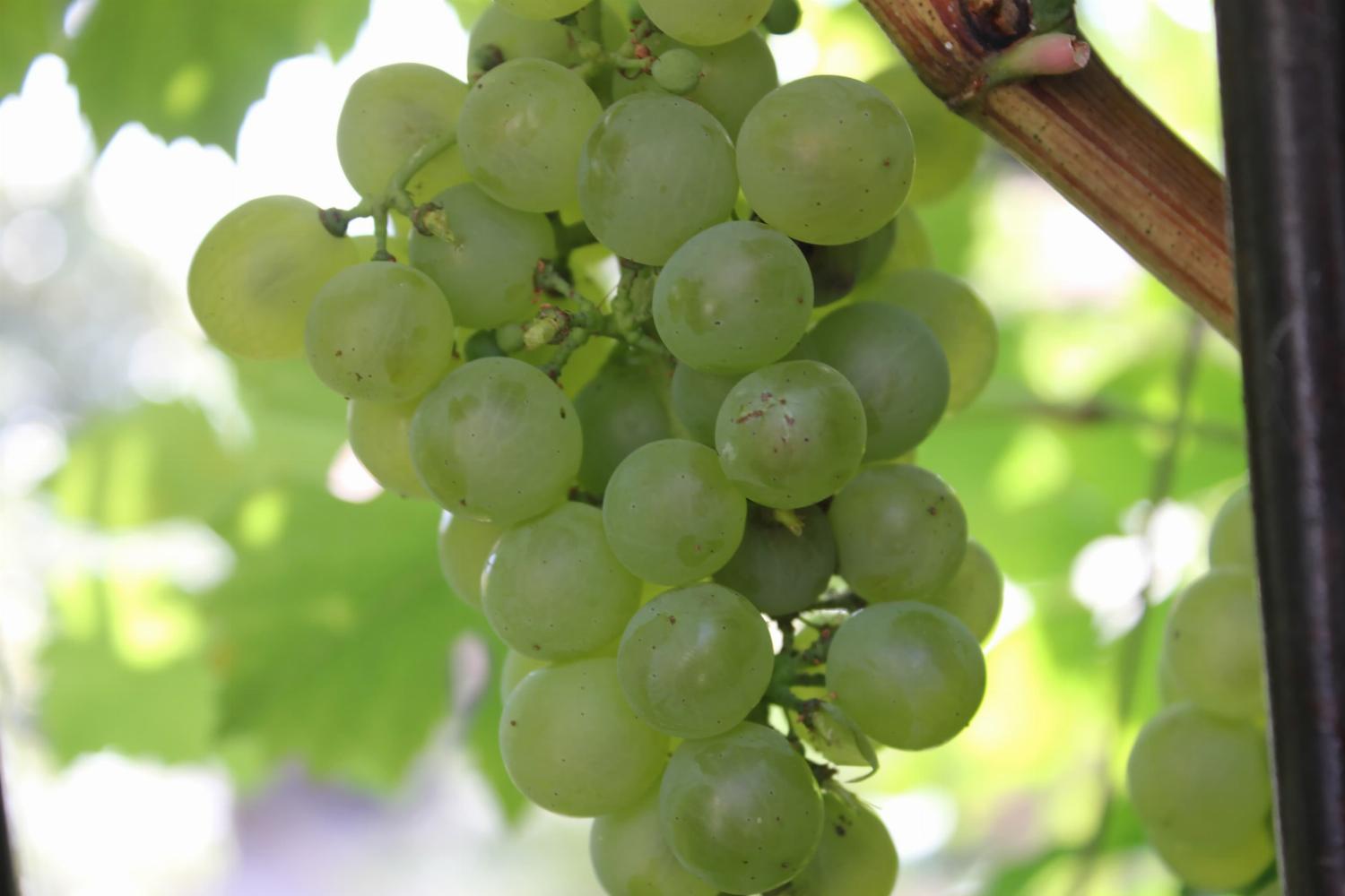 Grapes