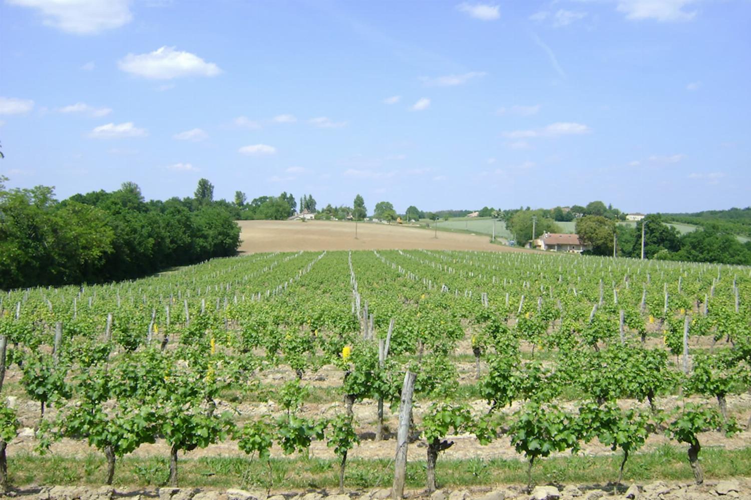 Vineyard in Nouvelle-Aquitaine