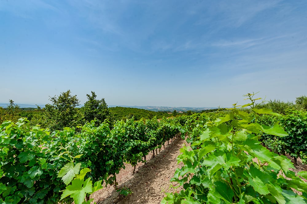 Vineyard in South of France