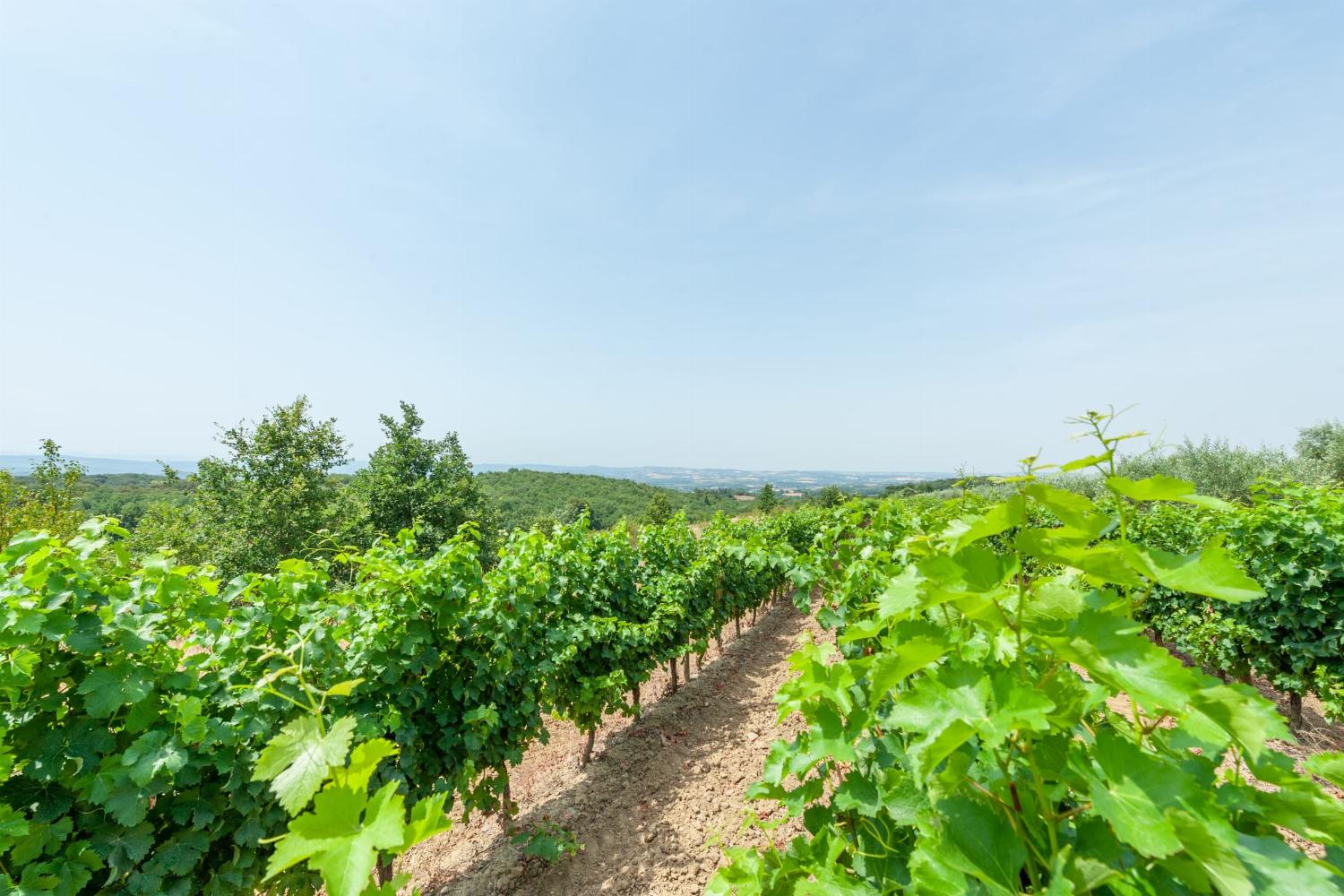 Vineyard in South of France