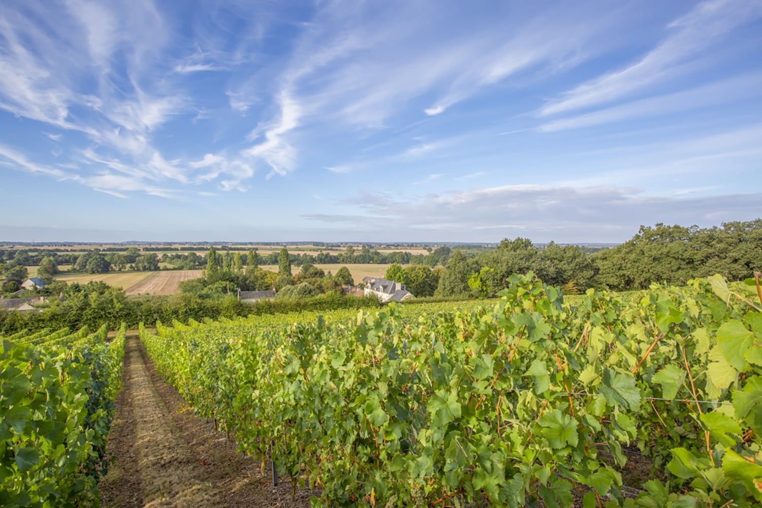 Vineyards Vineyards