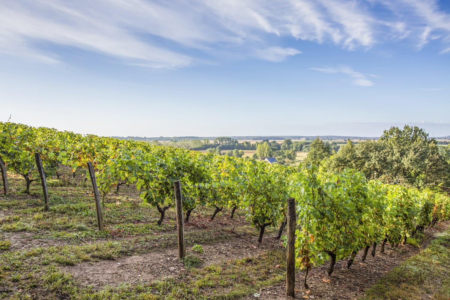 Vineyards Vineyards